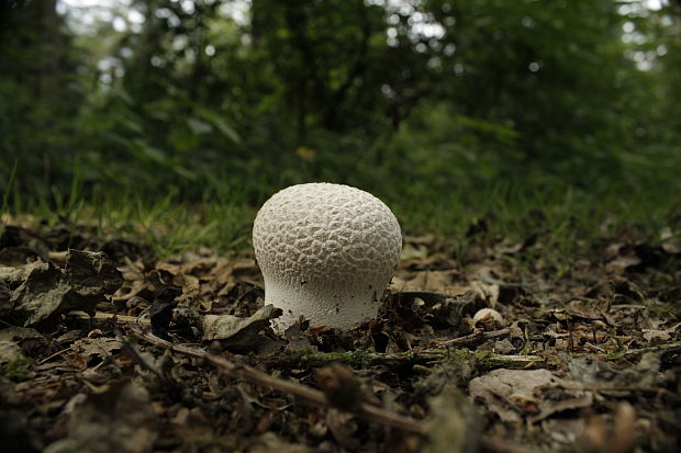 rozpadavec dlabaný Lycoperdon utriforme Bull.