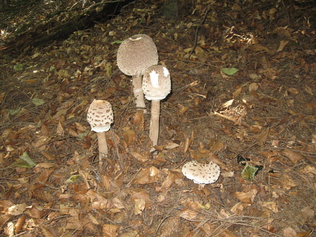 bedľa vysoká  Macrolepiota procera var. pseudo-olivascens  Bellù & Lanzoni