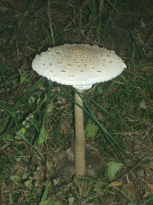 bedľa vysoká Macrolepiota procera (Scop.) Singer