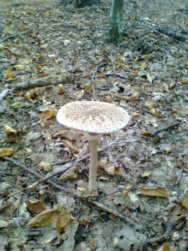 bedľa vysoká Macrolepiota procera (Scop.) Singer