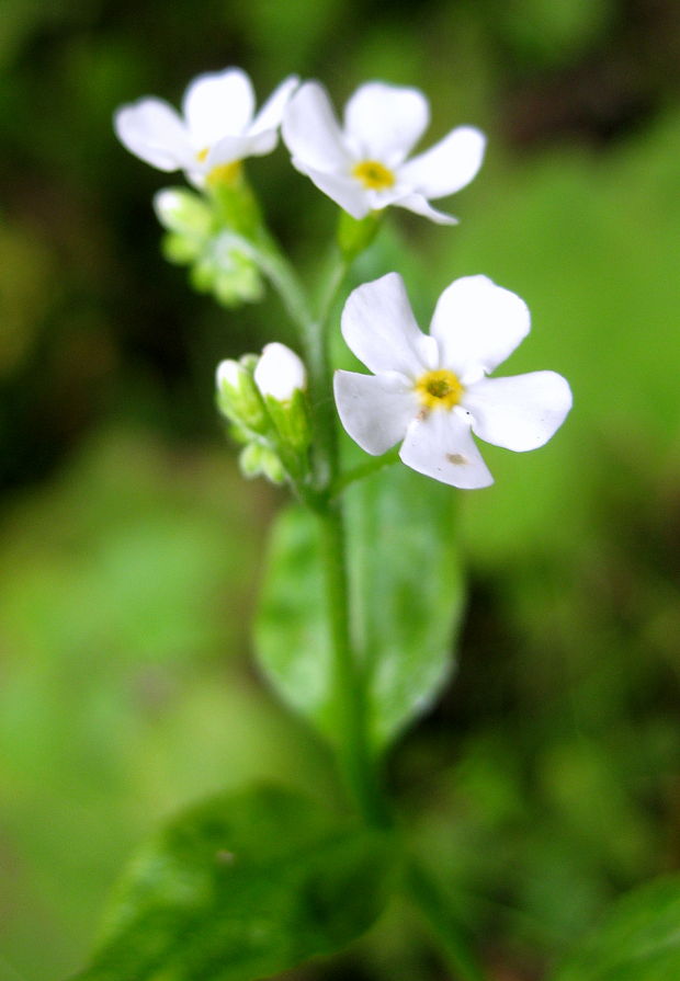 nezábudka - albín Myosotis sp.