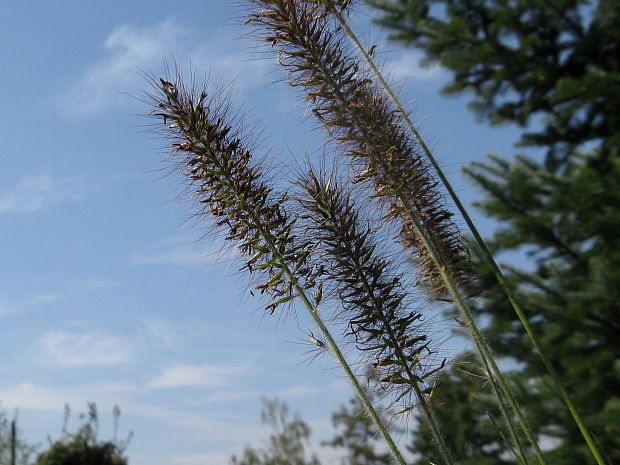 dochan huňatý Pennisetum villosum R. Br. ex Fresen.