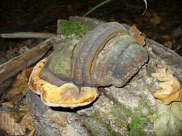 ohňovec Phellinus sp.