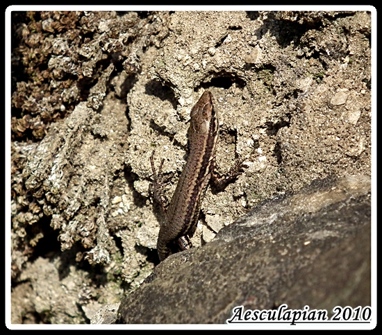 jašterica murová Podarcis muralis