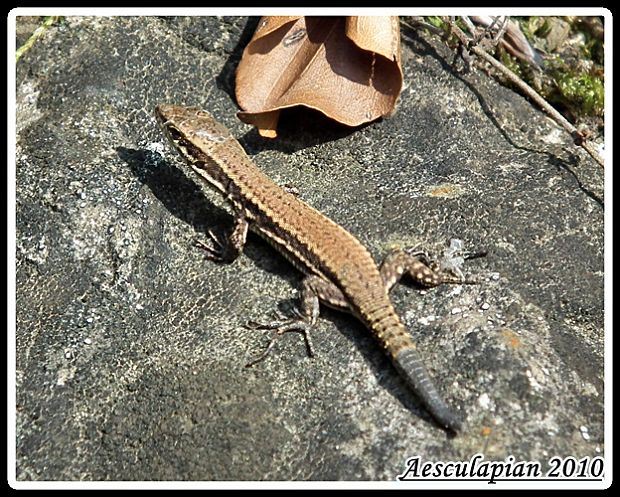 jašterica murová Podarcis muralis