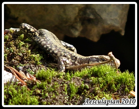 jašterica murová Podarcis muralis