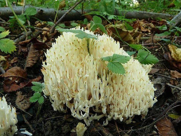 pastrapačka (Kunzova) Ramariopsis kunzei (Fr.) Corner