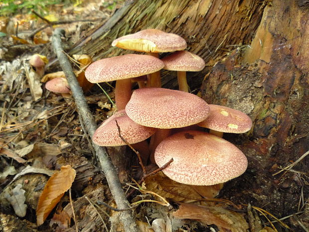 čírovec červenožltý Tricholomopsis rutilans (Schaeff.) Singer