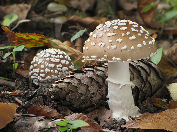 muchotrávka tigrovaná Amanita pantherina (DC.) Krombh.