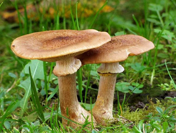 podpňovka žltá Armillaria gallica Marxm. & Romagn.