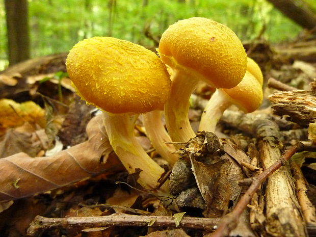 podpňovka žltá Armillaria gallica Marxm. & Romagn.