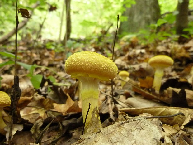 podpňovka žltá Armillaria gallica Marxm. & Romagn.