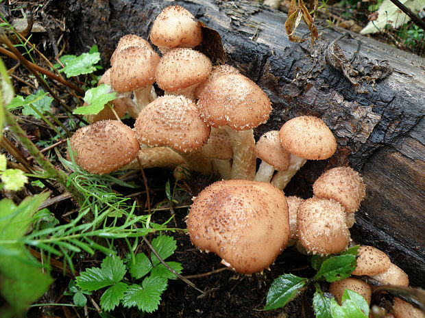 podpňovka obyčajná Armillaria mellea (Vahl) P. Kumm.