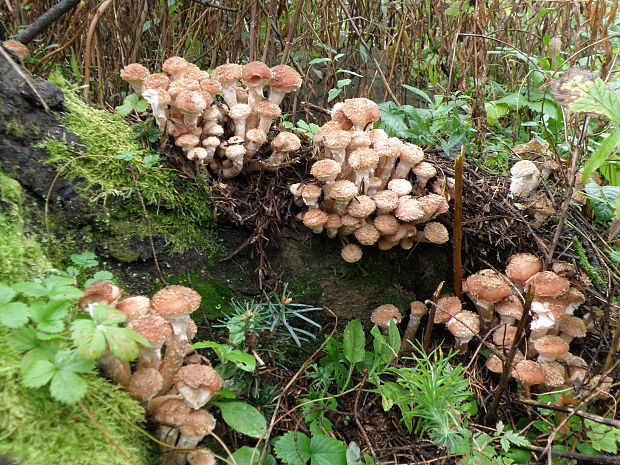 podpňovka obyčajná Armillaria mellea (Vahl) P. Kumm.