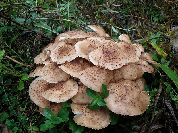 podpňovka obyčajná Armillaria mellea (Vahl) P. Kumm.