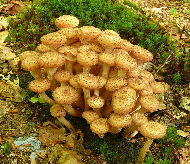 podpňovka Armillaria sp.