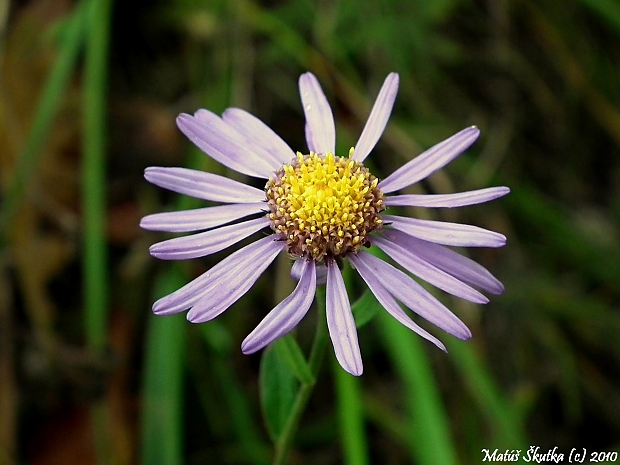 astra alpínska Aster alpinus L.