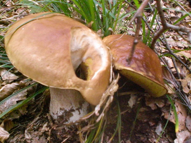 hríb smrekový Boletus edulis Bull.