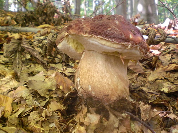 hríb sosnový Boletus pinophilus Pil. et Dermek in Pil.