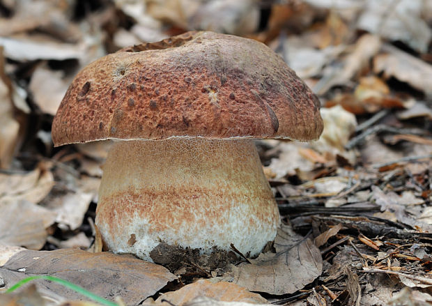 hríb sosnový Boletus pinophilus Pil. et Dermek in Pil.