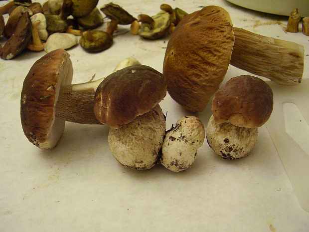 hríb Boletus sp.