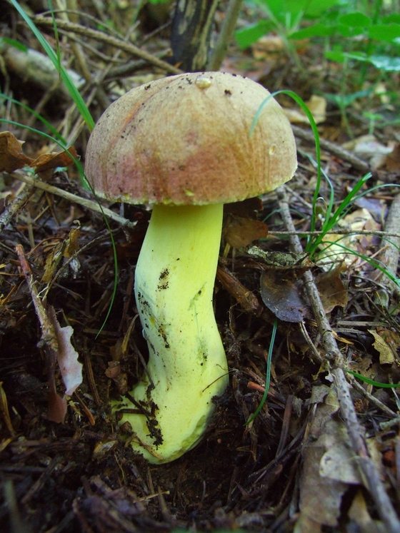 hríb príveskatý Butyriboletus appendiculatus (Schaeff. ex Fr.) Secr.