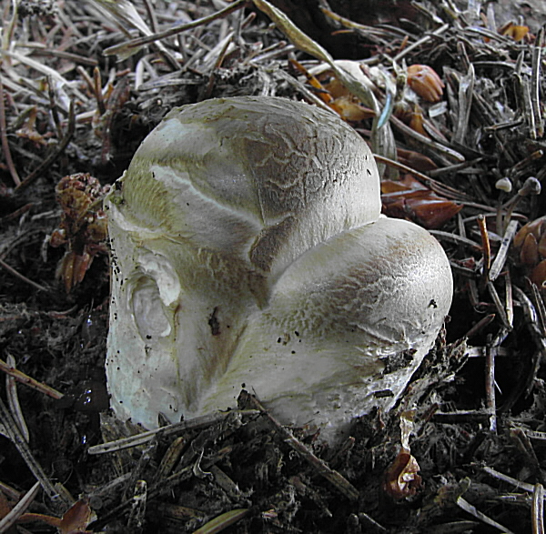 náramkovka cisárska Catathelasma imperiale (P. Karst.) Singer