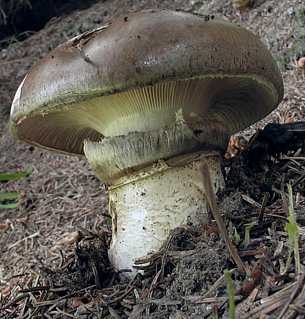 náramkovka cisárska Catathelasma imperiale (P. Karst.) Singer