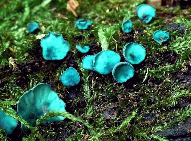 zelenica Chlorociboria sp.