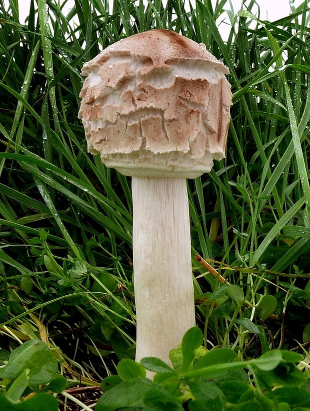 bedľa červenejúca záhradná Chlorophyllum brunneum (Farl. & Burt) Vellinga