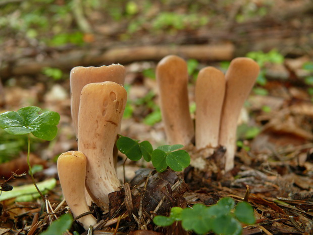 kyjak useknutý Clavariadelphus truncatus Donk