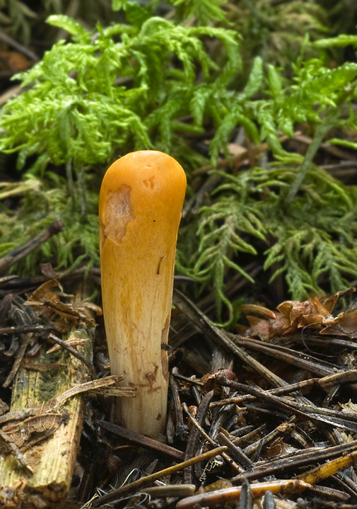 kyjak useknutý Clavariadelphus truncatus Donk