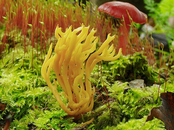 pakonárovka parôžkovitá Clavulinopsis corniculata (Schaeff.) Corner