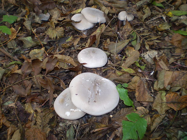 strmuľka inovaťová Clitocybe nebularis (Batsch) P. Kumm.