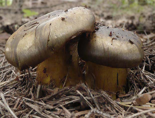 pavučinovec Cortinarius sp.