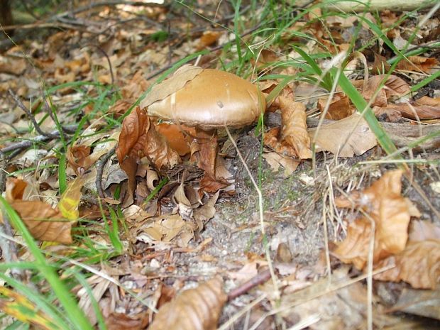 pavučinovec Cortinarius sp.