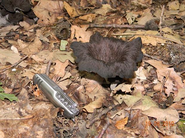 lievik trúbkovitý Craterellus cornucopioides (L.) Pers.