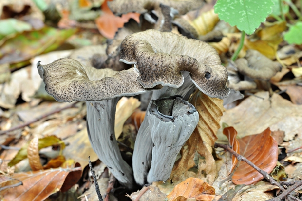 lievik trúbkovitý Craterellus cornucopioides (L.) Pers.