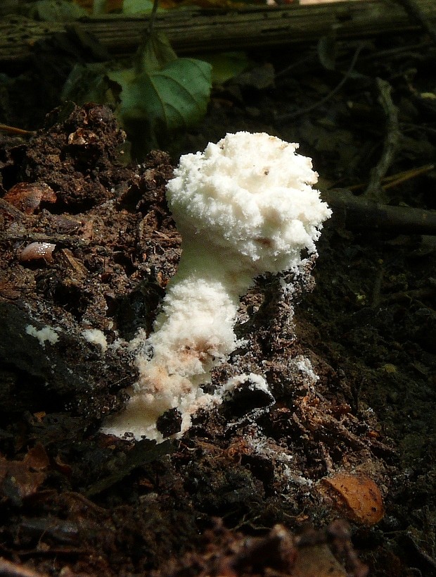 bedlica pomúčená Cystolepiota pulverulenta (Huijsman) Vellinga