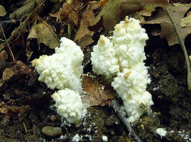 bedlica pomúčená Cystolepiota pulverulenta (Huijsman) Vellinga