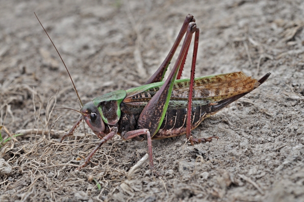 kobylka hryzavá Decticus verrucivorus