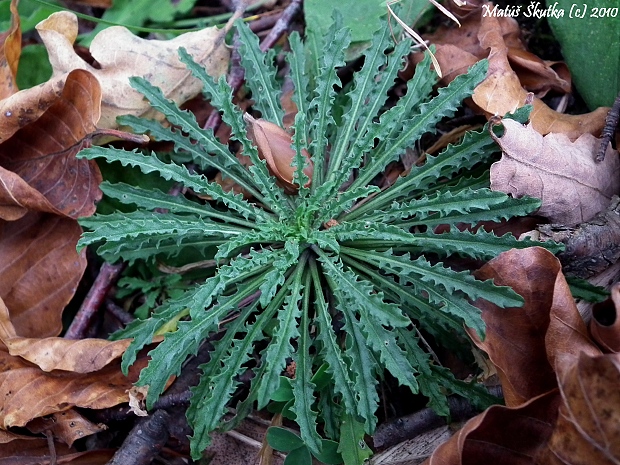 horčičník  cf.bledokvetý Erysimum pallidiflorum Szépl. ex Jáv.