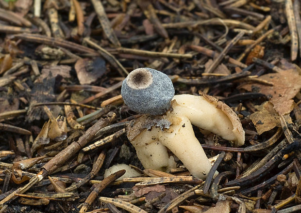 hviezdovka štvorcípová Geastrum quadrifidum DC. ex Pers.