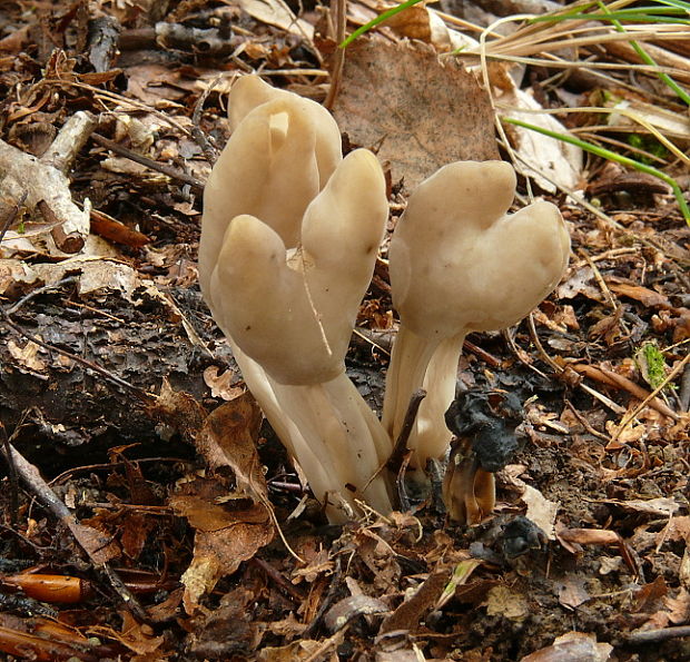 chriapač Helvella sp.