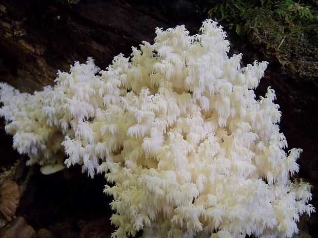 koralovec bukový Hericium coralloides (Scop.) Pers.