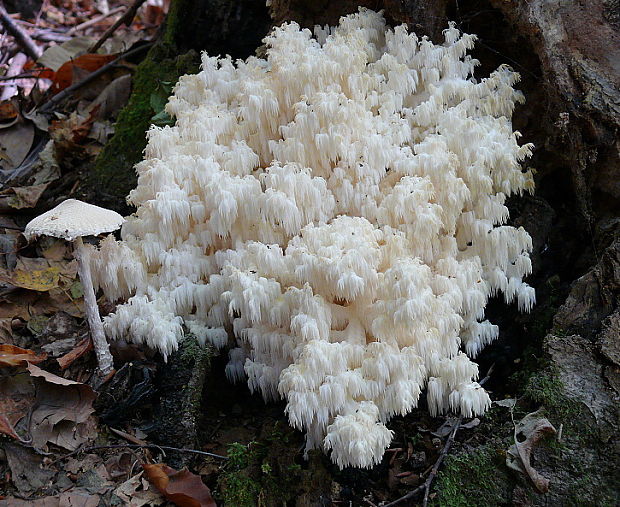 koralovec bukový Hericium coralloides (Scop.) Pers.