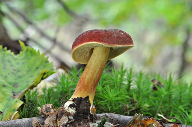 suchohríb karmínový Hortiboletus rubellus (Krombh.) Simonini, Vizzini & Gelardi