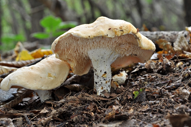 jelenka poprehýbaná Hydnum repandum L.