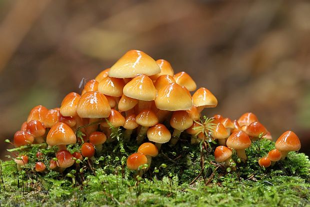 strapcovka tehlovočervená Hypholoma lateritium (Schaeff.) P. Kumm.