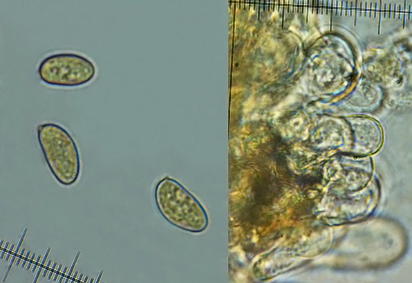 vláknica červenejúca Inosperma calamistratum (Fr.) Matheny & Esteve-Rav.